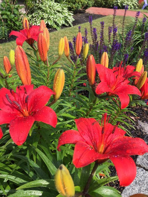 Dragonfly Guest House Ogunquit Εξωτερικό φωτογραφία