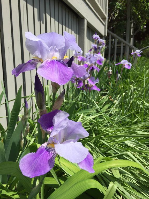 Dragonfly Guest House Ogunquit Εξωτερικό φωτογραφία