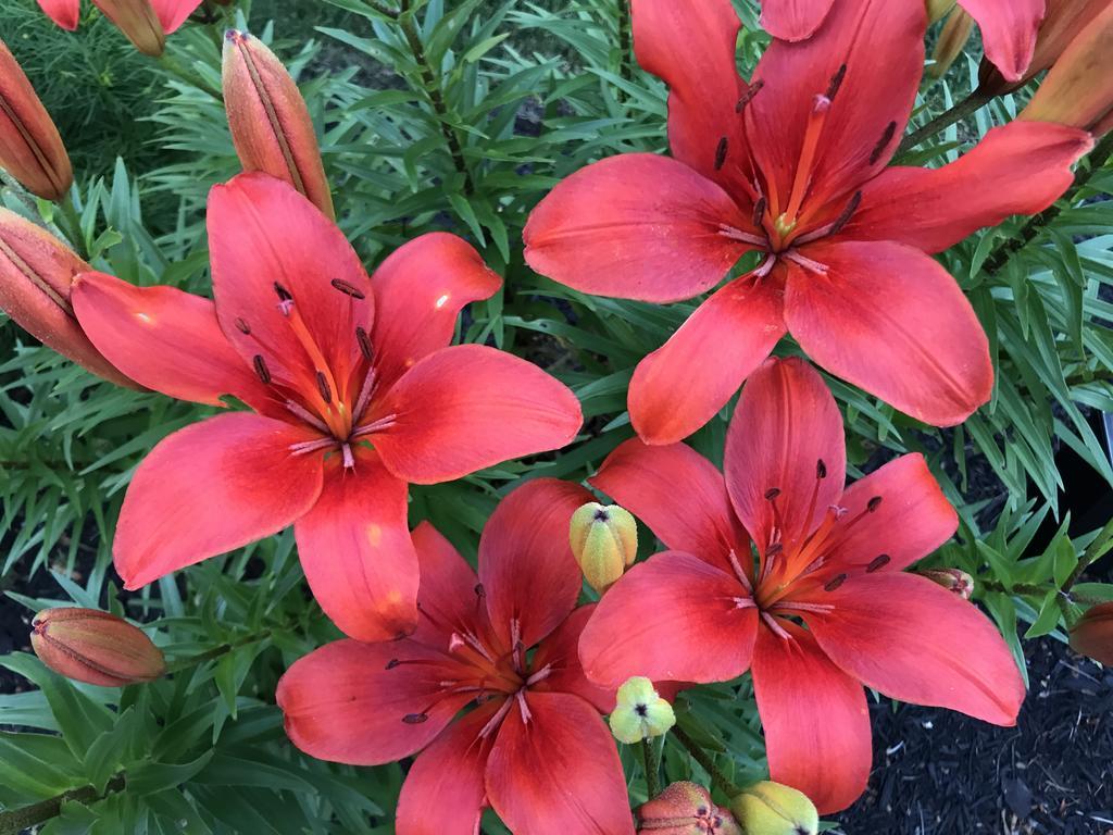 Dragonfly Guest House Ogunquit Εξωτερικό φωτογραφία