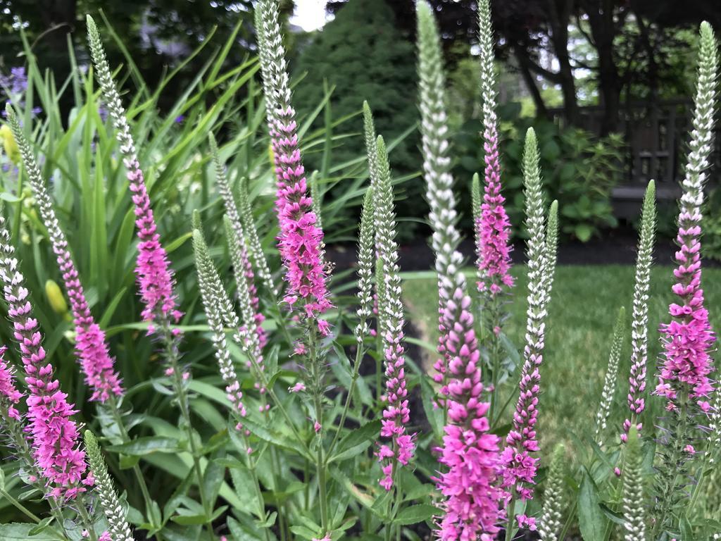 Dragonfly Guest House Ogunquit Εξωτερικό φωτογραφία