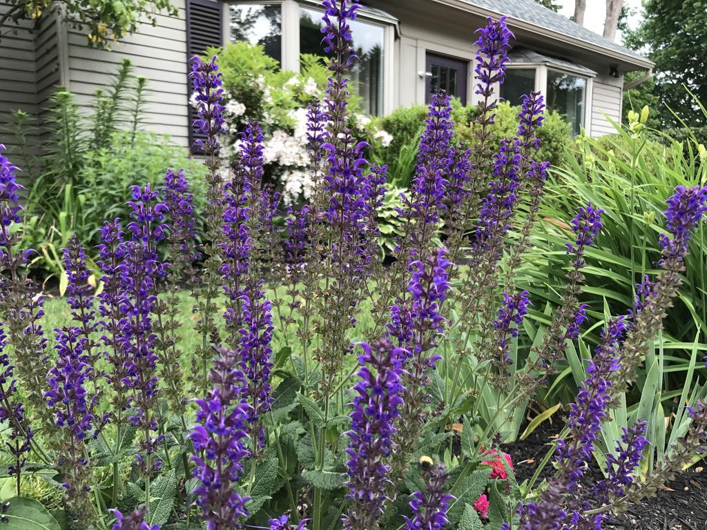 Dragonfly Guest House Ogunquit Εξωτερικό φωτογραφία