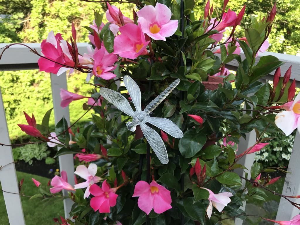 Dragonfly Guest House Ogunquit Εξωτερικό φωτογραφία